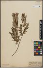 Foto von Salix purpurea L. x Salix repens L.